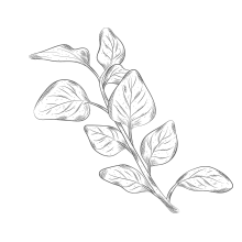 Gesundes Essen bei der Ernährungsberatung Linz